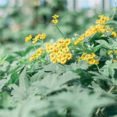 im电竞下载手机版